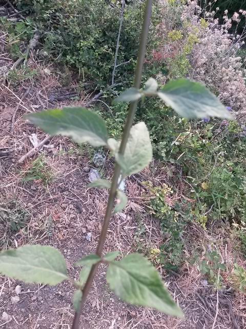 Trachelium caeruleum / Trachelio coltivato